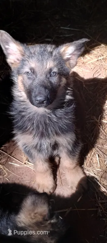 Boy – German Shepherd Dog puppy for sale in Anderson, SC