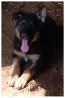 Boy 2, a male German Shepherd Dog for sale in Anderson, SC – 1 of 3