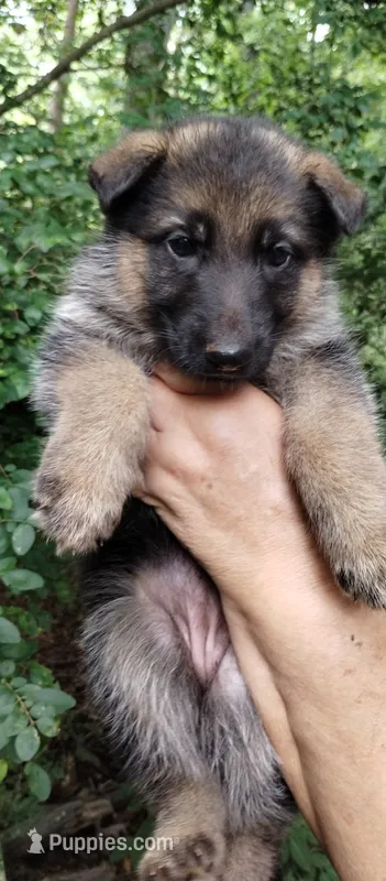 Girl 3 – German Shepherd Dog puppy for sale in Anderson, SC