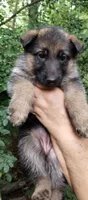 Girl 3, a female German Shepherd Dog for sale in Anderson, SC – 1 of 5