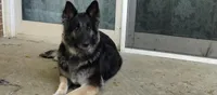 Boy 2, a male German Shepherd Dog for sale in Anderson, SC – 3 of 3
