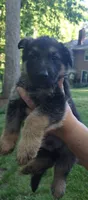 Boy, a male German Shepherd Dog for sale in Anderson, SC – Photo 2 of 4