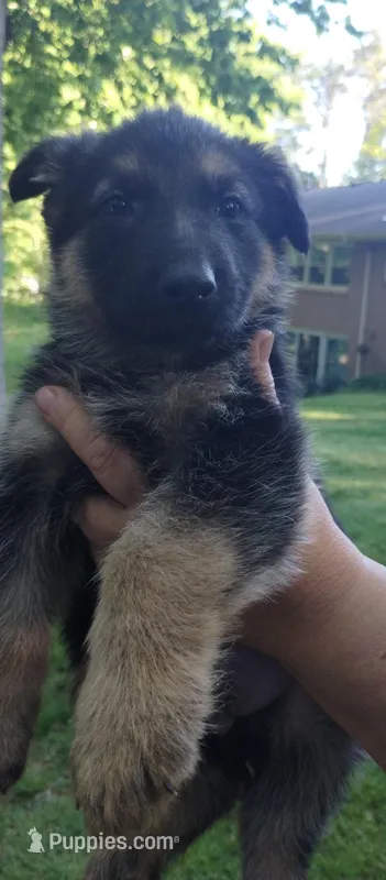 Boy – German Shepherd Dog puppy for sale in Anderson, SC