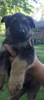 Boy, a male German Shepherd Dog for sale in Anderson, SC – Photo 1 of 4