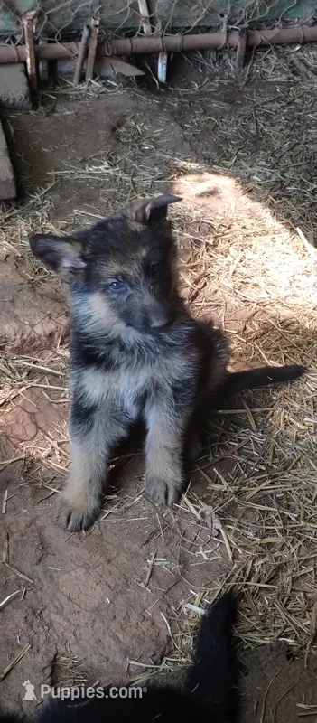 Boy – German Shepherd Dog puppy for sale in Anderson, SC