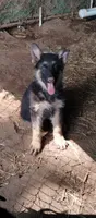 Boy 1, a male German Shepherd Dog for sale in Anderson, SC – 3 of 5