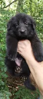 Girl 1, a female German Shepherd Dog for sale in Anderson, SC – 3 of 5