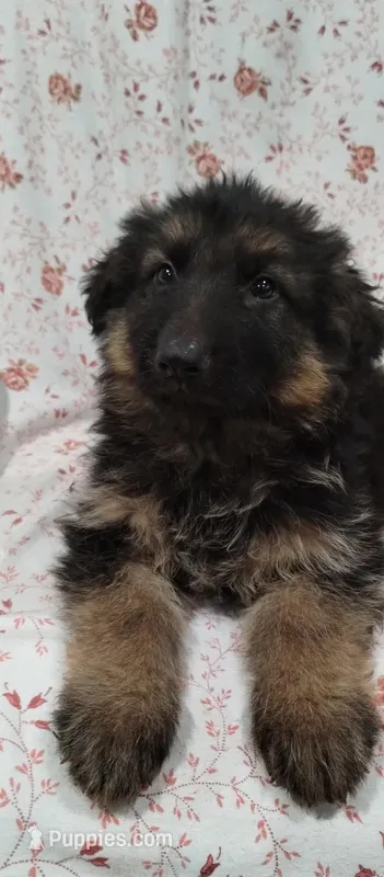 Long coat boy – German Shepherd Dog puppy for sale in Anderson, SC