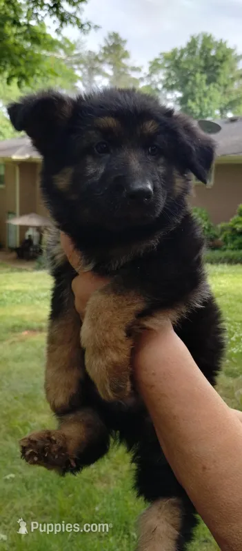 Long coat boy – German Shepherd Dog puppy for sale in Anderson, SC