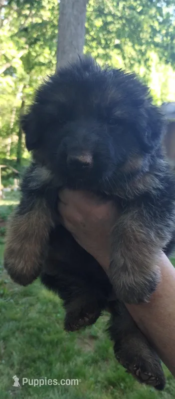 Long coat boy – German Shepherd Dog puppy for sale in Anderson, SC