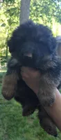 Long coat boy, a male German Shepherd Dog for sale in Anderson, SC – Photo 1 of 4
