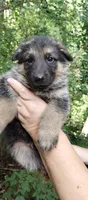 Boy 2, a male German Shepherd Dog for sale in Anderson, SC – 2 of 5