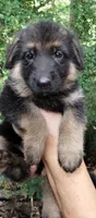 Girl 2, a female German Shepherd Dog for sale in Anderson, SC – 3 of 5
