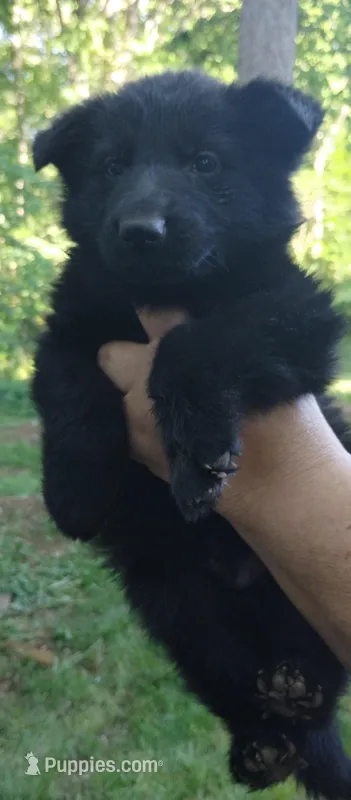 Solid black boy – German Shepherd Dog puppy for sale in Anderson, SC