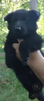 Solid black boy, a male German Shepherd Dog for sale in Anderson, SC – Photo 1 of 4