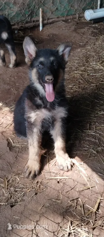 Boy 1 – German Shepherd Dog puppy for sale in Anderson, SC
