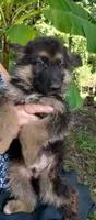 Boy 1, a male German Shepherd Dog for sale in Anderson, SC – 2 of 4