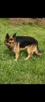 Boy 2, a male German Shepherd Dog for sale in Anderson, SC – 4 of 5