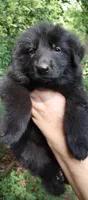 Girl 1, a female German Shepherd Dog for sale in Anderson, SC – 2 of 5