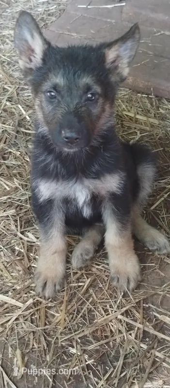 Boy  – German Shepherd Dog puppy for sale in Anderson, SC