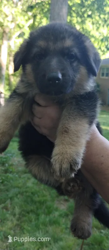 Boy  – German Shepherd Dog puppy for sale in Anderson, SC
