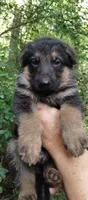 Boy 3, a male German Shepherd Dog for sale in Anderson, SC – 2 of 5