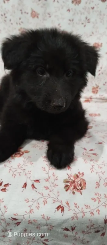 Solid black girl  – German Shepherd Dog puppy for sale in Anderson, SC