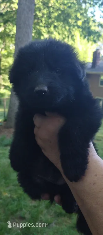 Solid black girl  – German Shepherd Dog puppy for sale in Anderson, SC