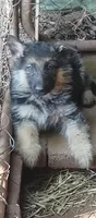 Long coat boy, a male German Shepherd Dog for sale in Anderson, SC – 2 of 4