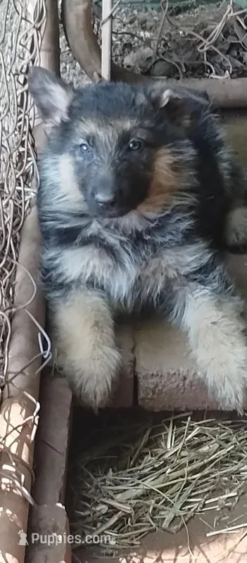 Long coat boy – German Shepherd Dog puppy for sale in Anderson, SC