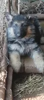 Long coat boy, a male German Shepherd Dog for sale in Anderson, SC – 1 of 4