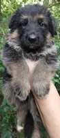Boy 1, a male German Shepherd Dog for sale in Anderson, SC – 2 of 5