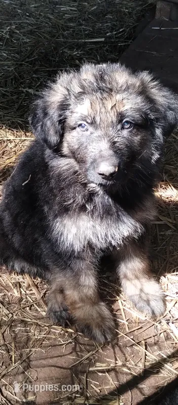 Long coat girl – German Shepherd Dog puppy for sale in Anderson, SC
