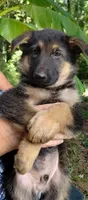 Boy , a male German Shepherd Dog for sale in Anderson, SC – 1 of 4