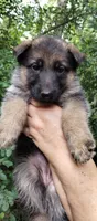 Girl 3, a female German Shepherd Dog for sale in Anderson, SC – 2 of 5