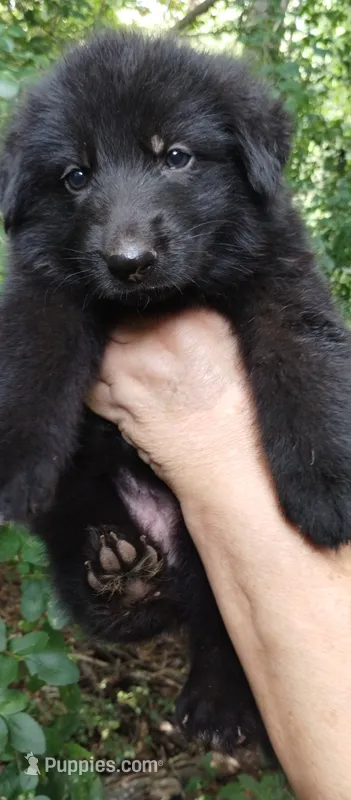 Girl 1 – German Shepherd Dog puppy for sale in Anderson, SC
