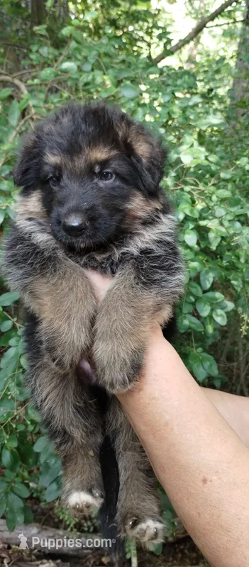 Boy 1 – German Shepherd Dog puppy for sale in Anderson, SC