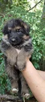 Boy 1, a male German Shepherd Dog for sale in Anderson, SC – 1 of 5