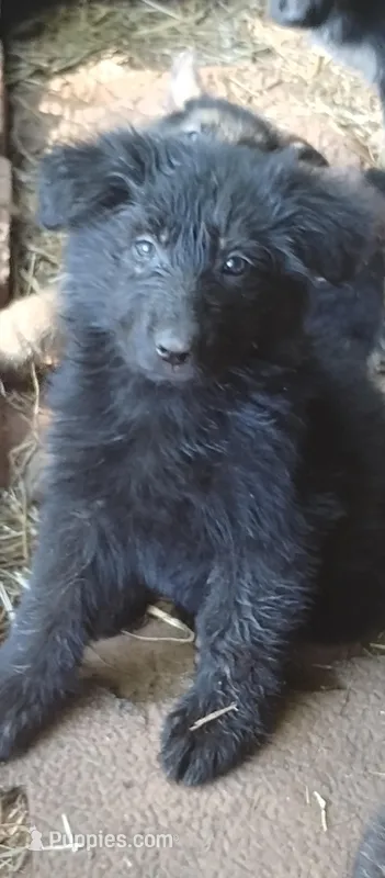 Solid black girl long coat – German Shepherd Dog puppy for sale in Anderson, SC