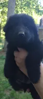 Solid black girl , a female German Shepherd Dog for sale in Anderson, SC – Photo 1 of 4
