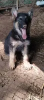 Boy 1, a male German Shepherd Dog for sale in Anderson, SC – 2 of 5