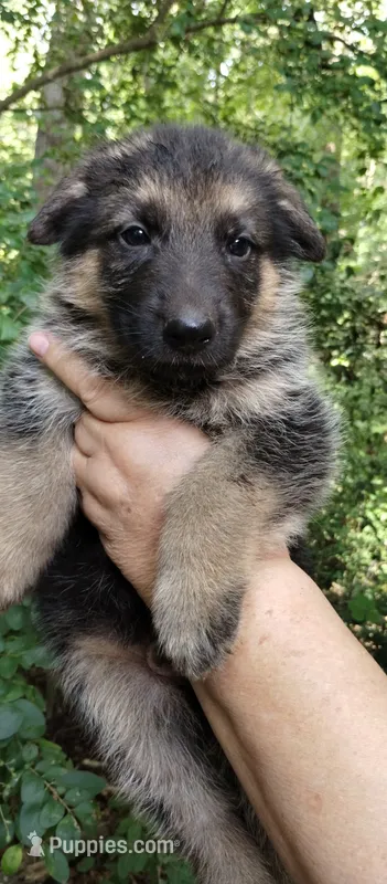 Boy 2 – German Shepherd Dog puppy for sale in Anderson, SC