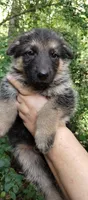 Boy 2, a male German Shepherd Dog for sale in Anderson, SC – 1 of 5