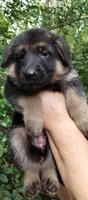 Girl 2, a female German Shepherd Dog for sale in Anderson, SC – 1 of 5