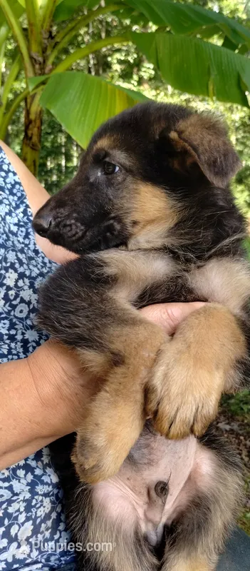 Boy 3 – German Shepherd Dog puppy for sale in Anderson, SC