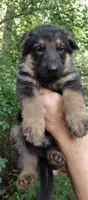 Boy 3, a male German Shepherd Dog for sale in Anderson, SC – 3 of 5