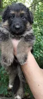 Boy 1, a male German Shepherd Dog for sale in Anderson, SC – 3 of 5