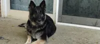 Girl 1, a female German Shepherd Dog for sale in Anderson, SC – 4 of 5
