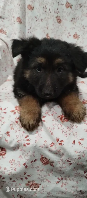 Boy – German Shepherd Dog puppy for sale in Anderson, SC