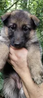 Girl 3, a female German Shepherd Dog for sale in Anderson, SC – 3 of 5